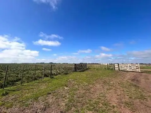 Campo - 51 hectáreas / Cte. N. Otamendi, Gral. Alvarado.