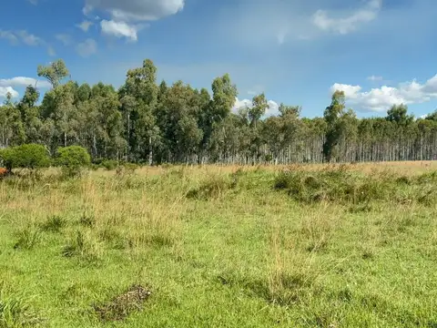 VENTA CAMPO FORESTADO CONCORDIA