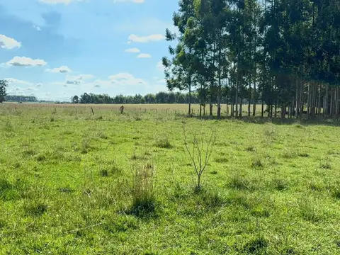 Campo en Venta Forestal