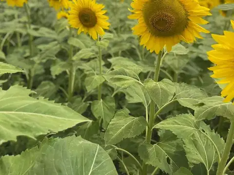 Campo en  LABOULAYE