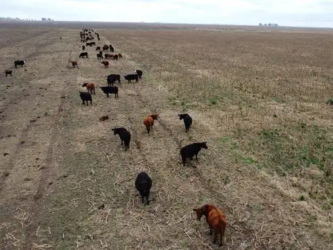 Campo en  LABOULAYE