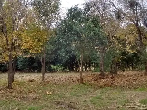 Terreno en Venta en Pellegrini, USD 49.000