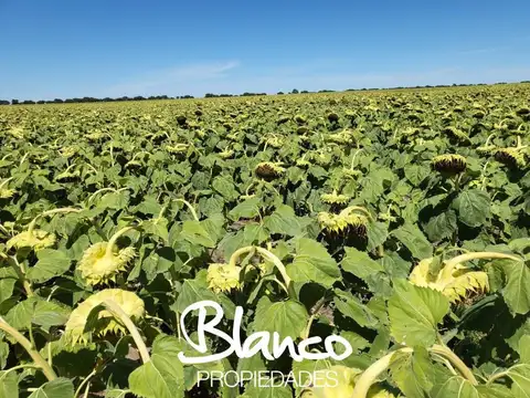 Campo  en Venta en Juan Jorba, Pedernera, San Luis