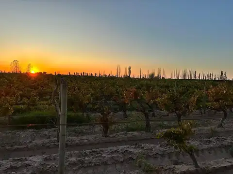 VENTA FINCA NUEVA CALIFORNIA SAN MARTIN MENDOZA