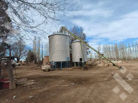 Venta de chacra, 30 has en Senillosa, 10 has sistematizadas