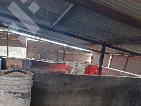 Chacra en colonia san José, Senillosa