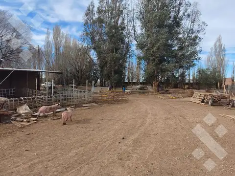 Venta de chacra, 30 has en Senillosa, 10 has sistematizadas