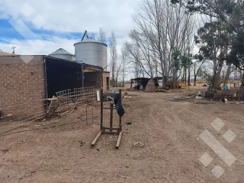 Venta de chacra, 30 has en Senillosa, 10 has sistematizadas
