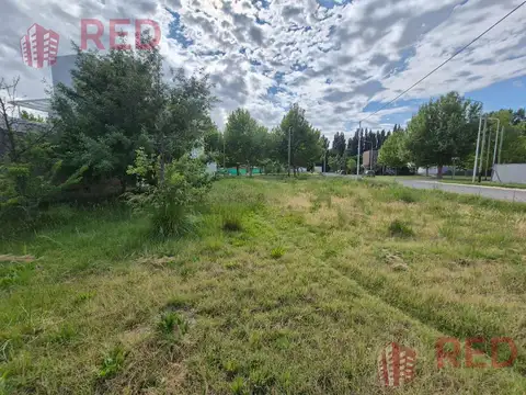 Las Orquideas y Los Narcisos