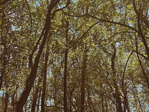 Terreno en Venta 40  mts Fondo