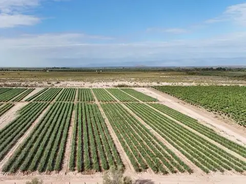 CAMPO AGRICOLA EN VENTA DE 20 HAS, SARMIENTO