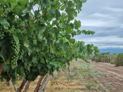CAMPO AGRICOLA EN VENTA DE 20 HAS, SARMIENTO