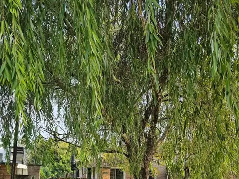 Tomas De La Torre 2278bis