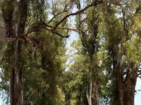 Terreno en Venta en Los Tres Pinos, USD 62.000