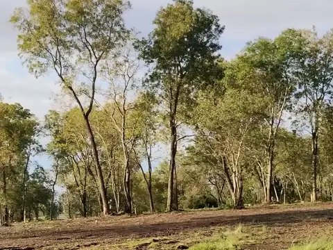 PEDRO PERPETUO FORES 100