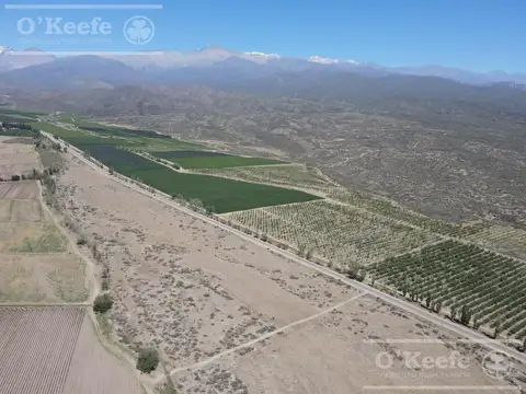 Campo en Venta de 30.000 has con producción de uva, ideal proyecto inmobiliario Valle de Uco Mendoza