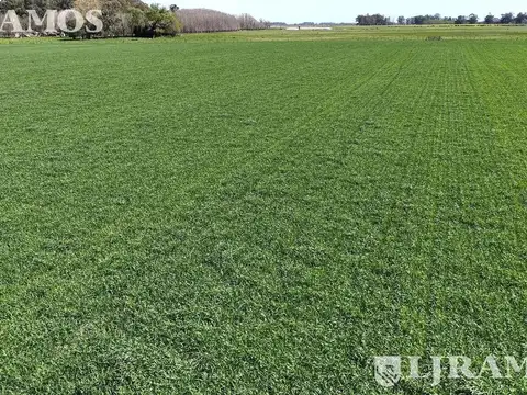 832 ha mixtas, La Pastora, Tandil.