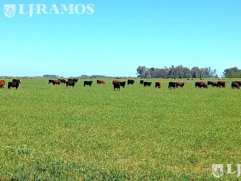 832 ha mixtas, La Pastora, Tandil.