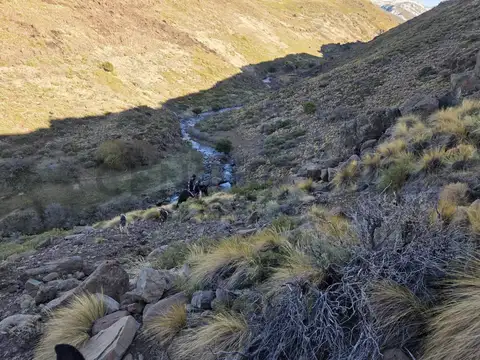 VENTA CAMPO LONCOPUE ,  NEUQUEN .
