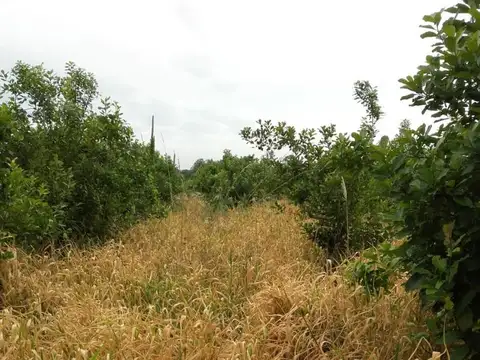 50 has urbanas en jardin america con teales y galpones