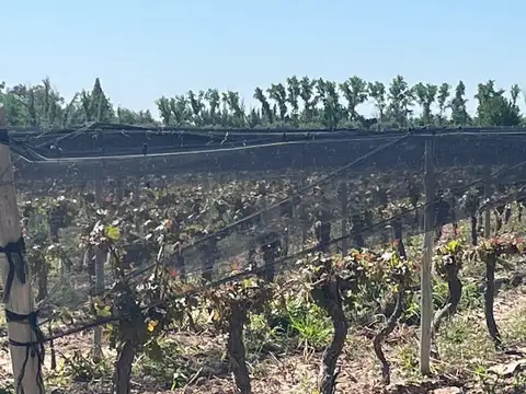 CARRIL CHIMBAS, TRES PORTEÑAS