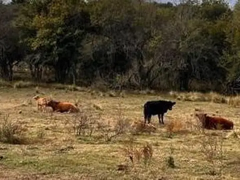 Campo en venta en Córdoba