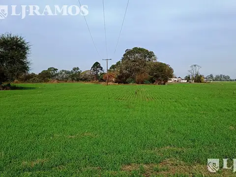 203 ha agrícolas. Timbúes, Santa Fe. Sobre hidrovía.