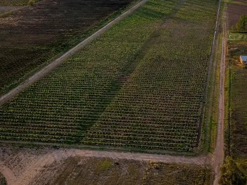 INVERSIÓN ÚNICA: PARCELA PROPIA + 80 BOT. MALBEC