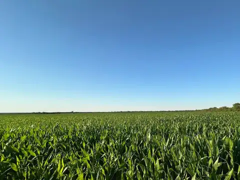 Campo argentino Suelo 3 - Colonia Diez de Julio