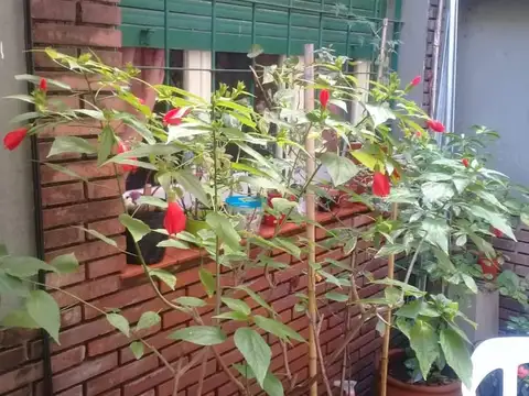 PH 3 Ambientes en 2 Plantas con Patio y Terraza