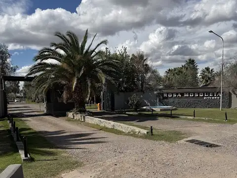 GODOFREDO PALADINI 1800