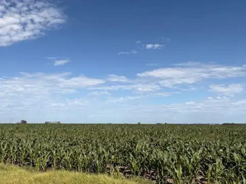 Campo en Venta Agrícola