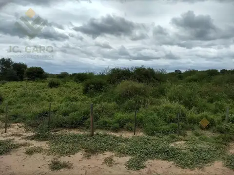 Ruta 81
