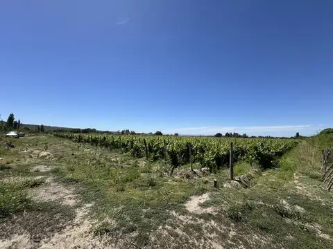 Finca en venta 10hs La Arboleda Tupungato riego definitivo