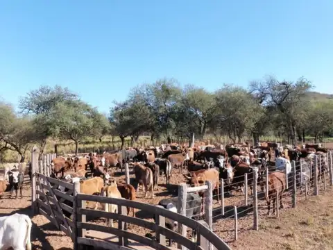 Campo en Venta - La Estrella - Salta
