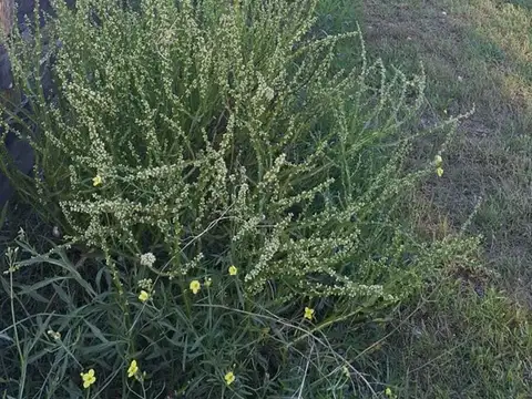 Terreno en Venta en Claromeco, USD 49.000