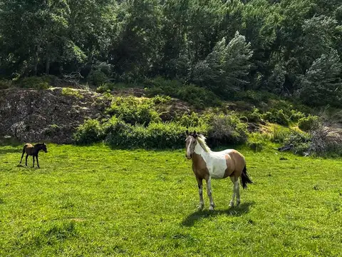 Terreno en Venta en Cushamen, USD 140.000