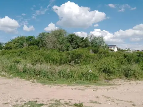 Los Pinos 100