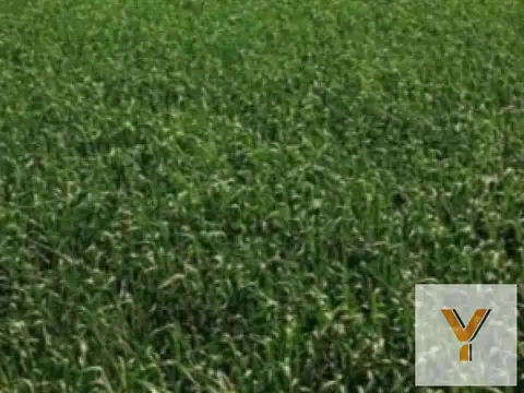 Campo en venta - 1537Ha - Santa Fe