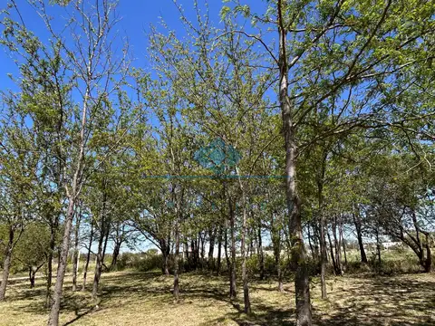   VENTA DE LOTES – BARRIO LOS ALGARROBOS, SINSACATE