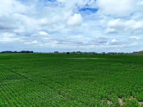 San Andres de Giles - 287 has. Agricola