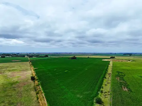 San Andres de Giles - 287 has. Agricola