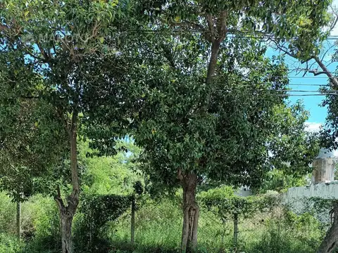 Terreno en Venta 50  mts Fondo