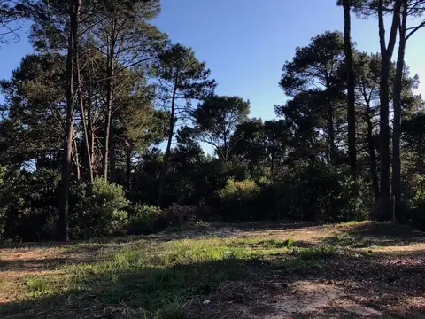 Laguna del