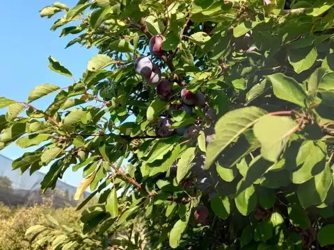 Finca de Ciruelas, General Alvear, Mendoza.