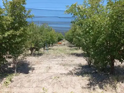 Finca de Ciruelas, General Alvear, Mendoza.
