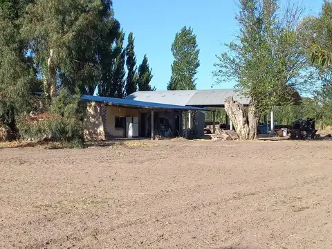 Finca de Ciruelas, General Alvear, Mendoza.