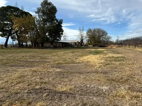 Finca de Ciruelas, General Alvear, Mendoza.