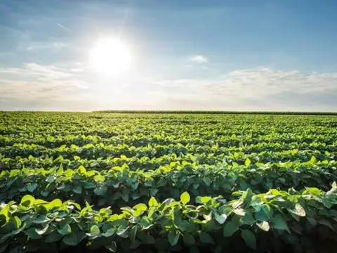 TOSTADO 2500 HECT  AGRICOLAS