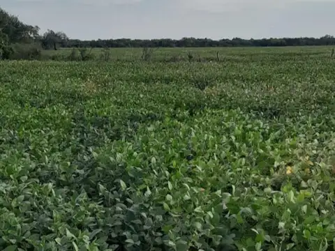 VENTA CAMPO AGRICOLA 342 HAS LAS ARRIAS